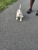 Billy, a male American Pit Bull Terrier for sale in Glen Burnie, MD – 2 of 9