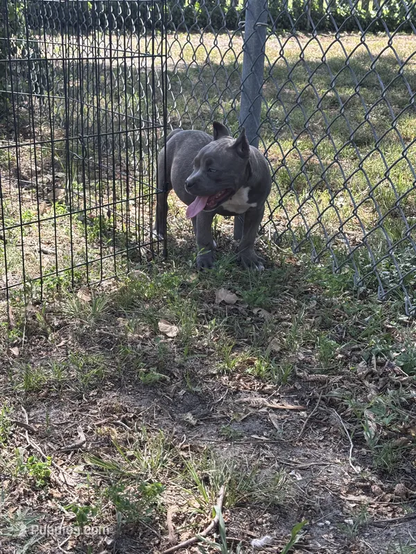 La La – American Pit Bull Terrier puppy for sale in Silver Spring, MD