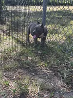 La La, a female American Pit Bull Terrier for sale in Silver Spring, MD – 1 of 10