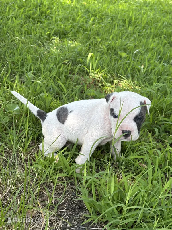 Polo – American Bully, American Pit Bull Terrier puppy for sale in Baltimore, MD