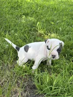 Polo, a male American Bully and American Pit Bull Terrier for sale in Baltimore, MD – 1 of 7