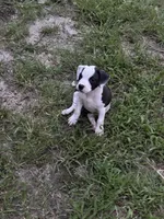 Cat woman , a female American Pit Bull Terrier for sale in Glen Burnie, MD – 3 of 5