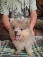 Smokey, a male Pomeranian for sale in Danville, KY – 2 of 7
