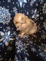 Maverick, a male Pomeranian for sale in Danville, KY – Photo 1 of 5