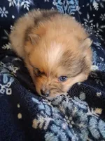 Maverick, a male Pomeranian for sale in Danville, KY – Photo 2 of 5