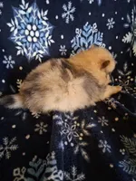 Maverick, a male Pomeranian for sale in Danville, KY – Photo 3 of 5