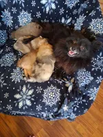 Maverick, a male Pomeranian for sale in Danville, KY – Photo 4 of 5