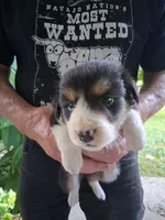 Poppy, a female Border Collie for sale in Danville, KY – 1 of 4