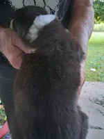 Poppy, a female Border Collie for sale in Danville, KY – 2 of 4