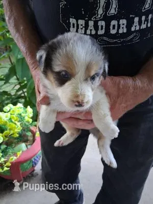 Rose – Border Collie puppy for sale in Danville, KY