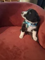 Buddy, a male Border Collie for sale in Danville, KY – 3 of 5