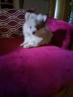 Smokey, a male Pomeranian for sale in Danville, KY – 4 of 7