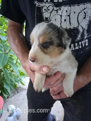 Daisey ABCA – Border Collie puppy for sale in Danville, KY