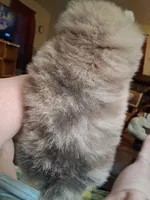 Smokey, a male Pomeranian for sale in Danville, KY – 3 of 7