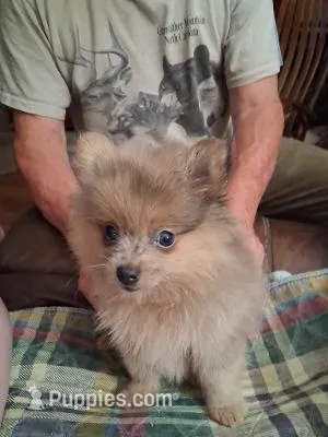 Smokey – Pomeranian puppy for sale in Danville, KY