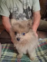Smokey, a male Pomeranian for sale in Danville, KY – 1 of 7