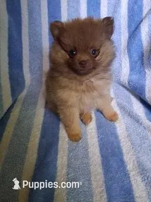 Charlie – Pomeranian puppy for sale in Danville, KY