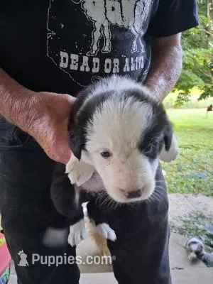 Violet – Border Collie puppy for sale in Danville, KY