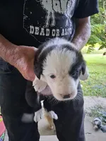 Violet, a female Border Collie for sale in Danville, KY – 1 of 4