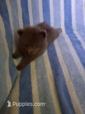 Smokey – Pomeranian puppy for sale in Danville, KY