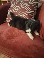 Buddy, a male Border Collie for sale in Danville, KY – 2 of 5