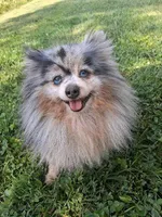 Smokey, a male Pomeranian for sale in Danville, KY – 7 of 7