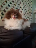 AKC Willie, a male Pomeranian for sale in Danville, KY – 3 of 5