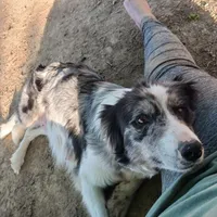 ABCA Violet, a female Border Collie for sale in Danville, KY – Photo 4 of 6