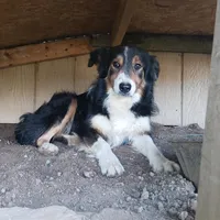 ABCA Violet, a female Border Collie for sale in Danville, KY – Photo 5 of 6