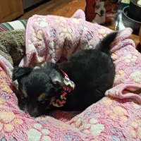 ABCA Violet, a female Border Collie for sale in Danville, KY – Photo 2 of 6