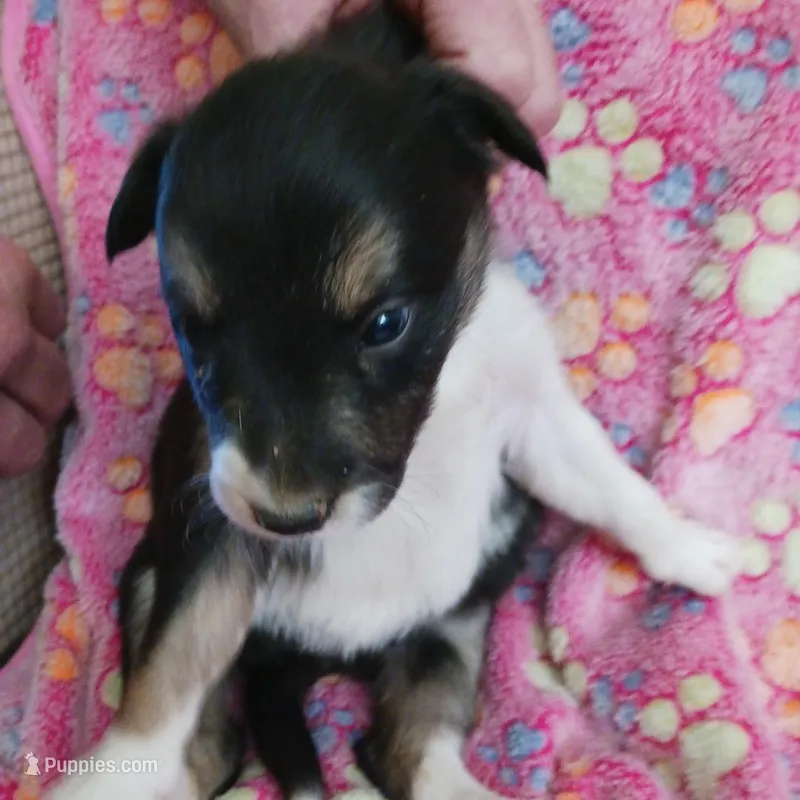 ABCA Violet, a female Border Collie for sale in Danville, KY – Photo 1 of 6