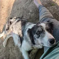 Buddy, a male Border Collie for sale in Danville, KY – 4 of 5