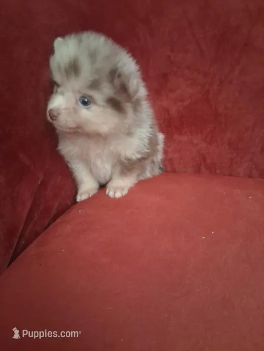 AKC Willie – Pomeranian puppy for sale in Danville, KY