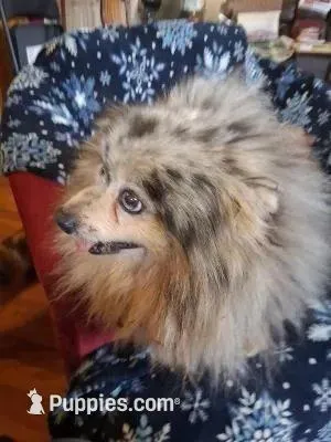 Charlie, a male Pomeranian for sale in Danville, KY – Photo 7 of 7