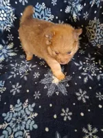 Cowboy, a male Pomeranian for sale in Danville, KY – Photo 1 of 5