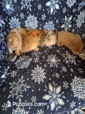 Charlie, a male Pomeranian for sale in Danville, KY – Photo 5 of 7