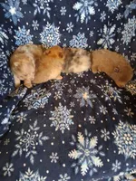 Cowboy, a male Pomeranian for sale in Danville, KY – Photo 3 of 5