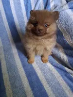 Charlie, a male Pomeranian for sale in Danville, KY – Photo 2 of 7