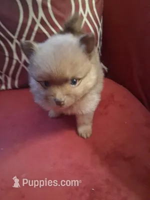 Cowboy – Pomeranian puppy for sale in Danville, KY