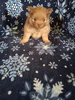 Cowboy, a male Pomeranian for sale in Danville, KY – Photo 2 of 5