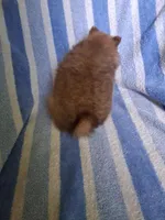 Charlie, a male Pomeranian for sale in Danville, KY – Photo 3 of 7