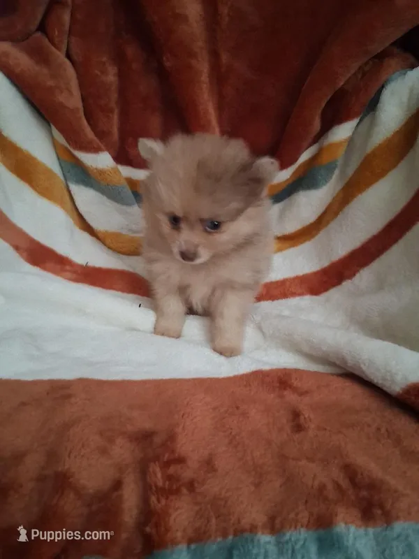 AKC Jolene – Pomeranian puppy for sale in Danville, KY