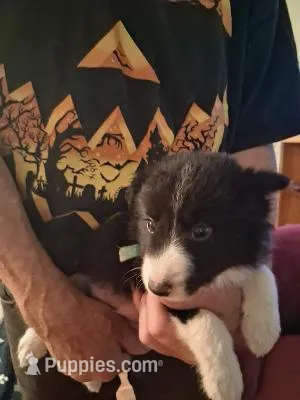 Maverick – Border Collie puppy for sale in Danville, KY