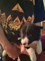 Maverick, a male Border Collie for sale in Danville, KY – 1 of 3