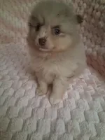 AKC Dolly, a female Pomeranian for sale in Danville, KY – 2 of 5
