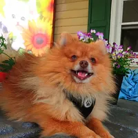 AKC Dolly, a female Pomeranian for sale in Danville, KY – 4 of 5