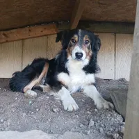 Buddy, a male Border Collie for sale in Danville, KY – 5 of 5