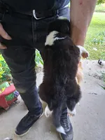Luke, a male Border Collie for sale in Danville, KY – 2 of 4