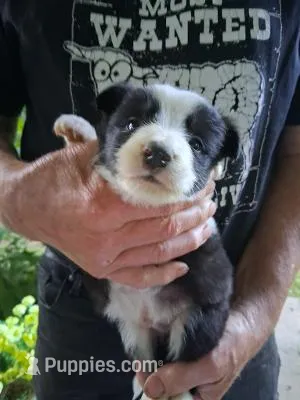Luke – Border Collie puppy for sale in Danville, KY
