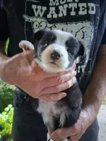 Luke, a male Border Collie for sale in Danville, KY – 1 of 4